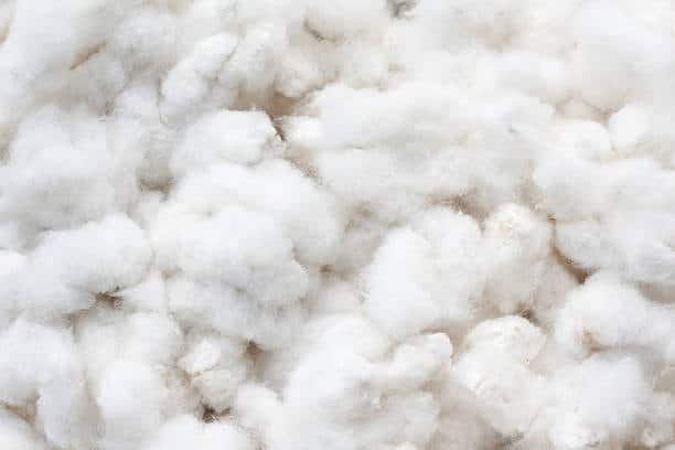 Pile of raw cotton fibers, highlighting a natural cloth fabric type used as a base material for textile apparel.